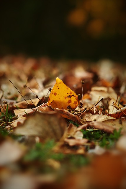 布伦兄弟 布伦兄弟